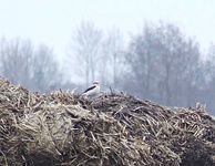 Dscf9243