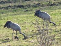 05-04-2011_006