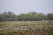_igp1477