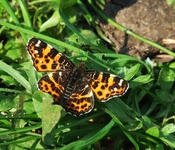 Dscf9832