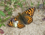 Dscf0138