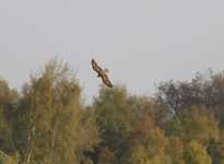 B_otniak_stawowy6maja1