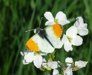 Dscf0235
