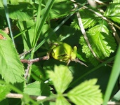 Dscf0196