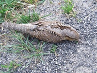 Dscf0261