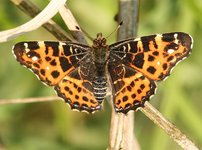 Araschnia_levana_rusa_ka_kratkowiec_wiosenne_pokolenie3