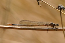 Teznica_wytworna_mlodziutki_osobnik_mokre_laki_14_maj_2011_2