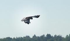 Dscf0339