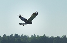 Dscf0352