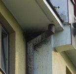 Sroka-warszawa