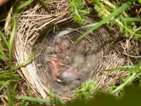Pict0079