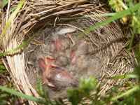 Pict0080