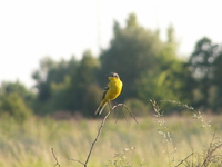 Pict0081