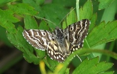 Motyl1