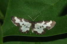 Motyl2
