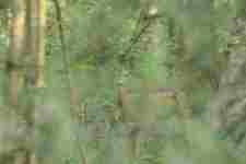 Sarna13czer
