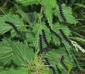Dscf0754