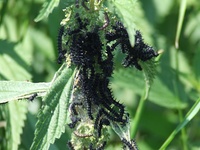 Dscf0781