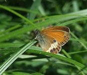 Dscf0780