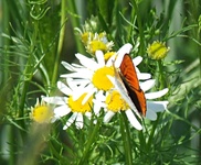 Dscf0783