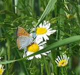 Dscf0785