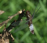 Dscf0753