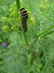 P1330484