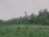 Dscf0277