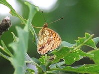 Dscf0858
