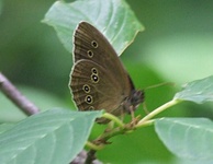 Dscf0887