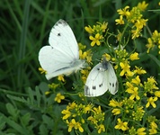 Dscf0867