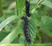 Dscf0868