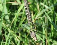 Dscf0924