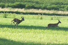 Dscf0952