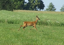 Dscf0965