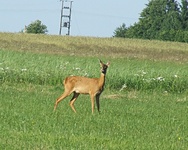 Dscf0966