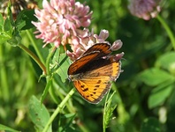 Dscf0946