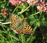 Dscf0948