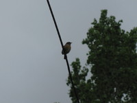 Klaskawka_20080519