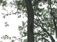 Dzieciol_czarny_20080520