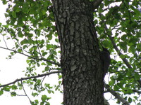Dzieciol_czarny_2_20080520