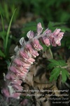Is_img_7928