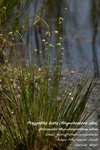 Is_img_5615