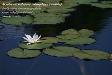 Is_img_5592