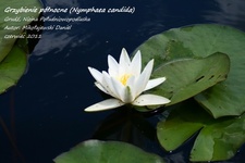 Is_img_6958