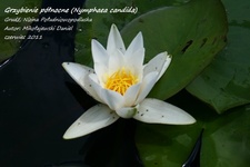 Is_img_6978