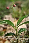 Is_img_0529