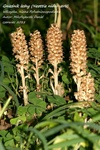Is_img_0014