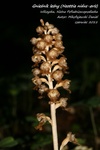 Is_img_5169