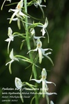 Is_img_0370